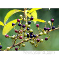 Natural Litsea Cubeba Oil